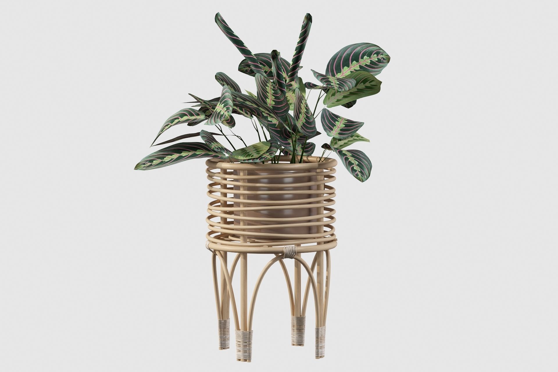 Maranta 01 3D model_53