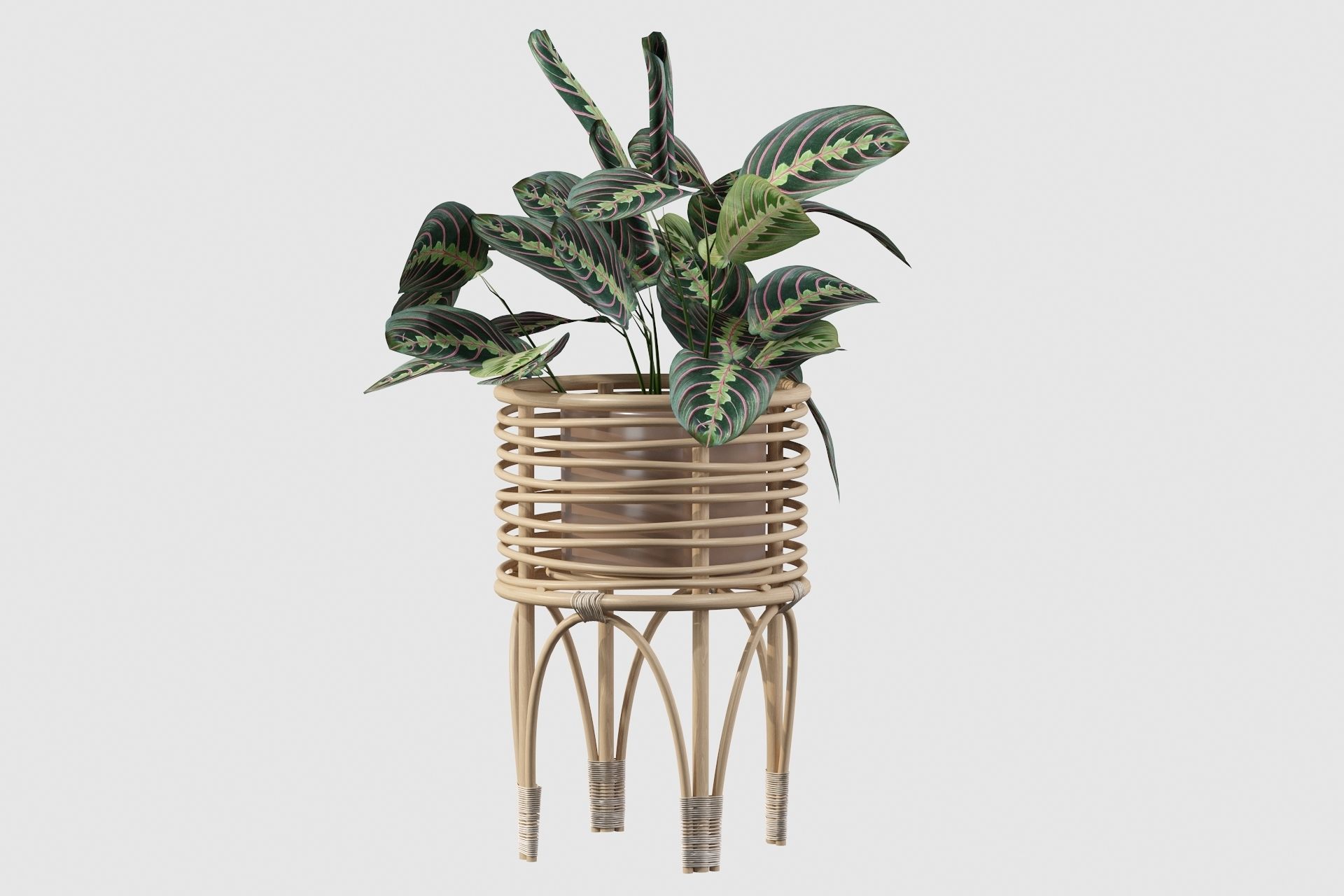 Maranta 01 3D model_67