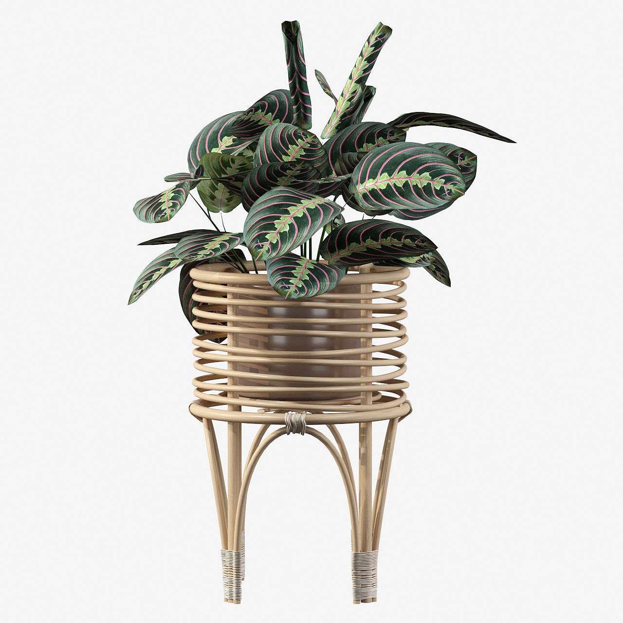 Maranta 01 3D model_30