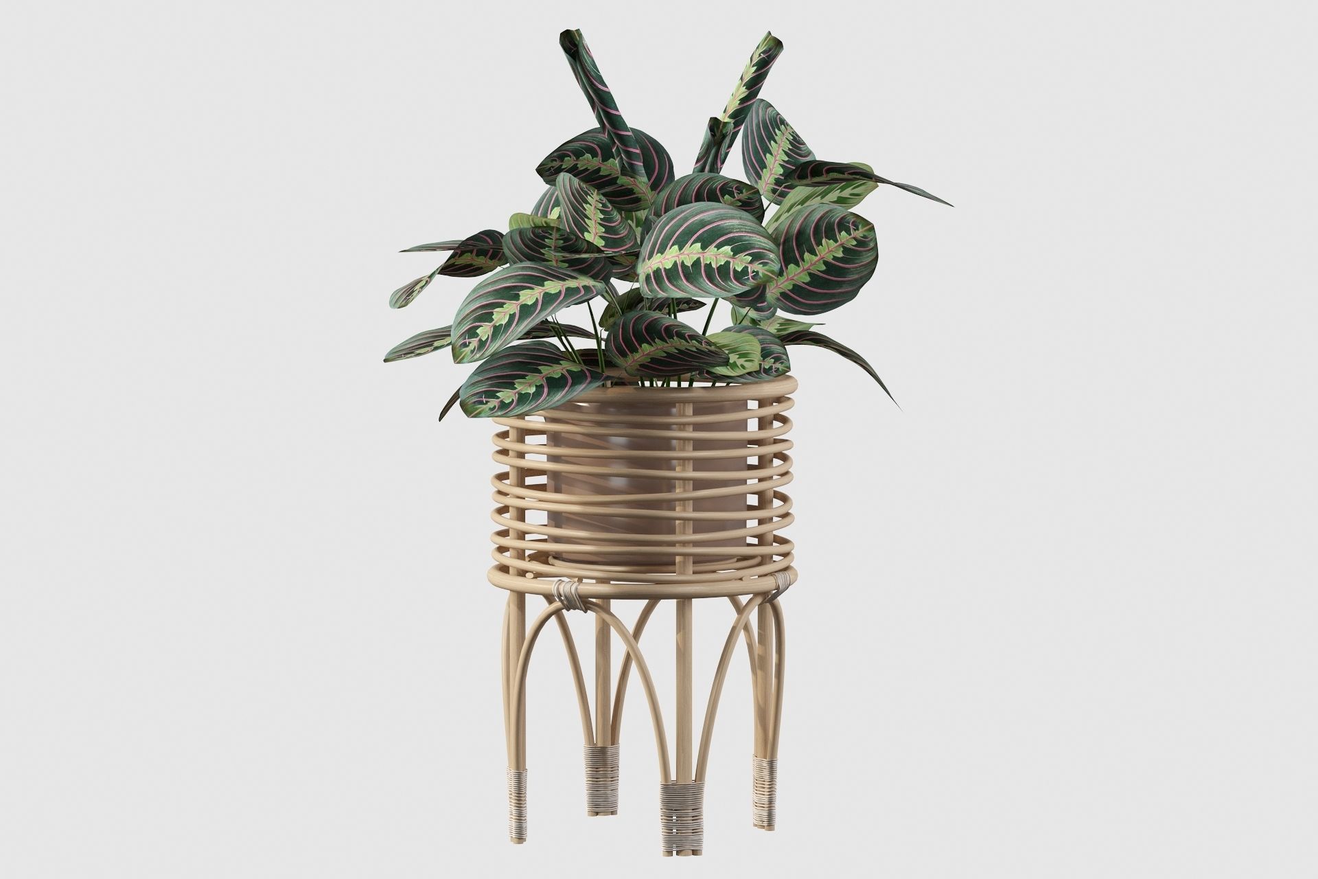 Maranta 01 3D model_56