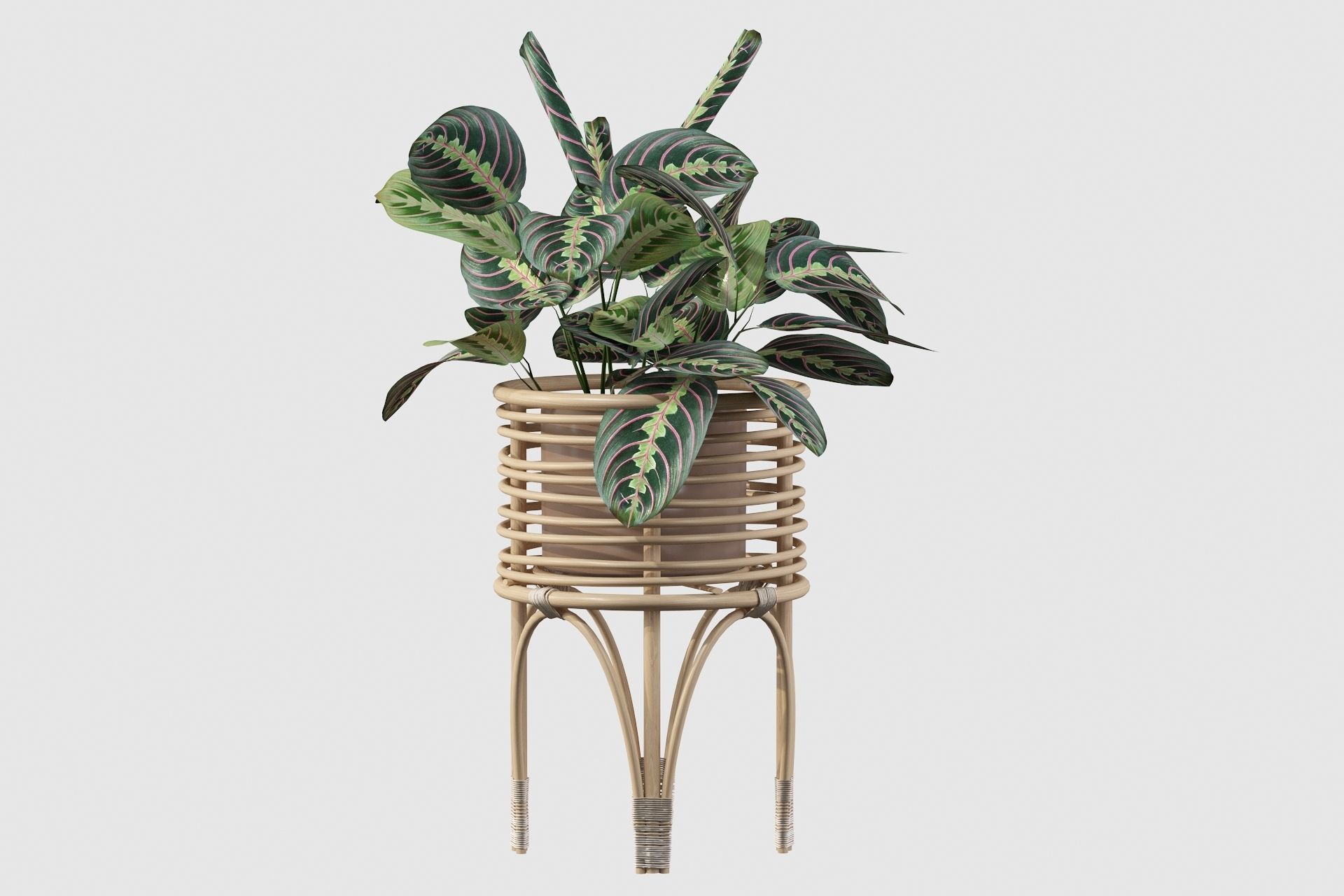 Maranta 01 3D model_48