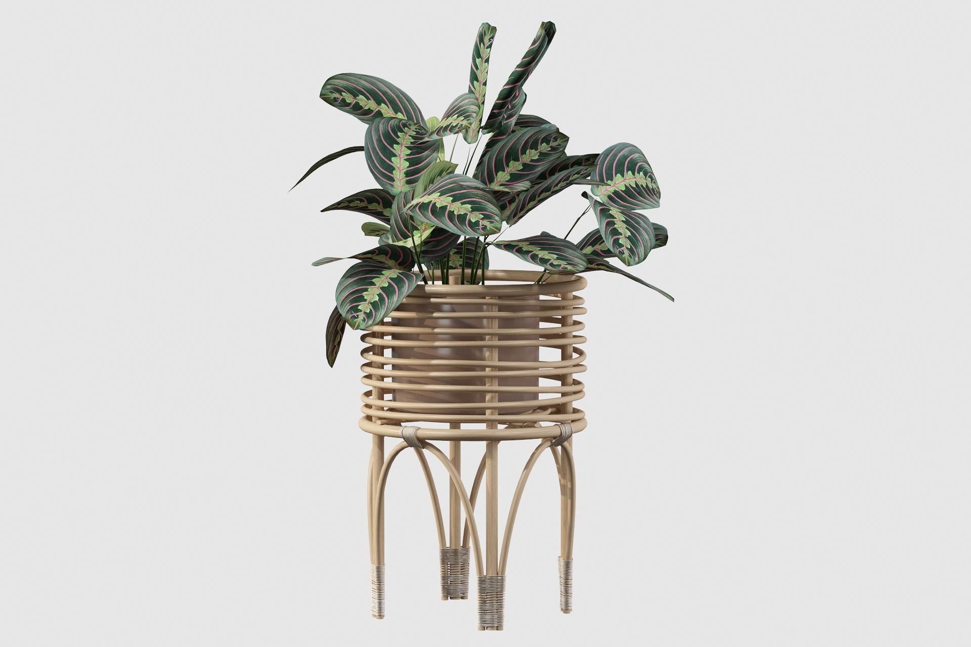 Maranta 01 3D model_55