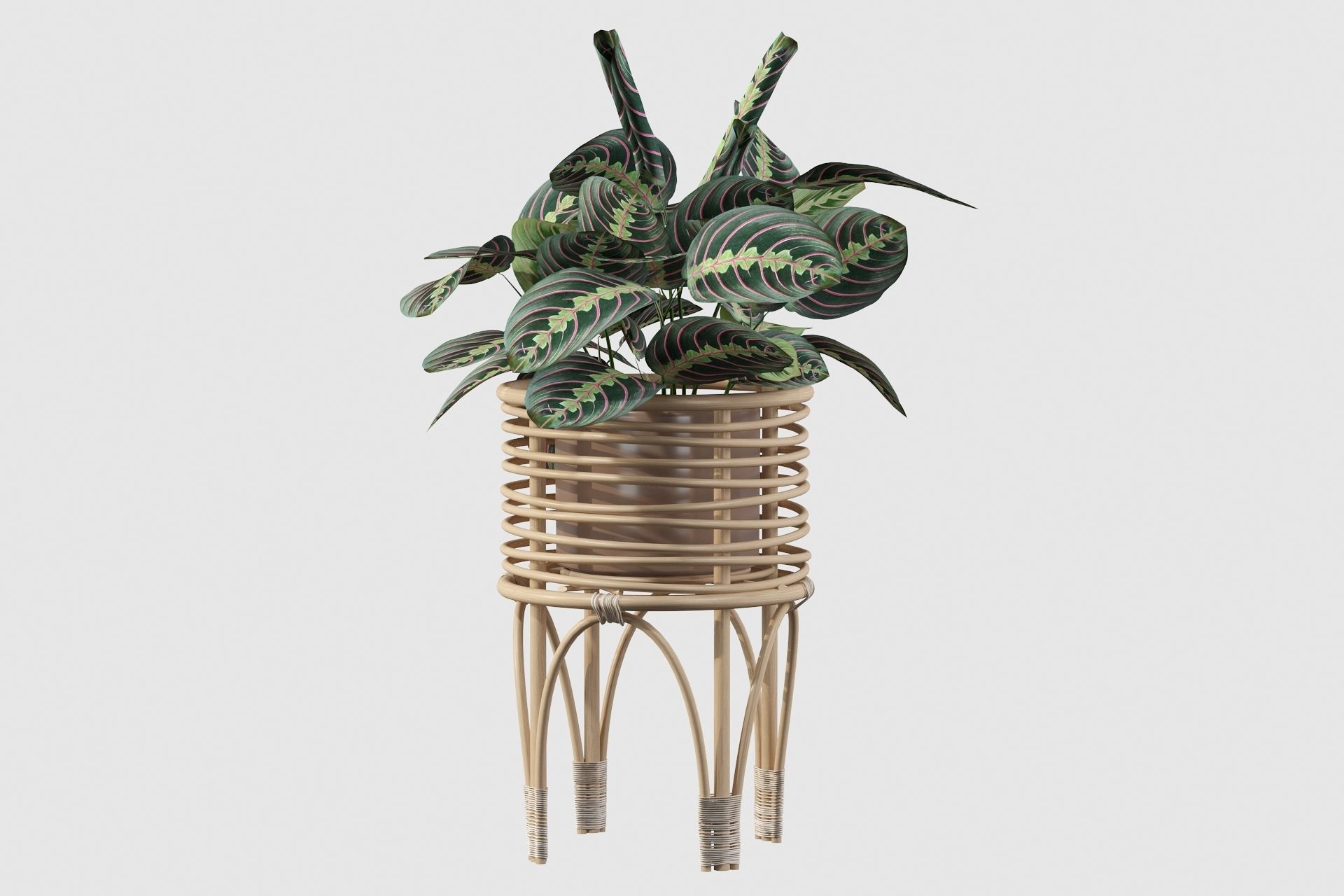 Maranta 01 3D model_50