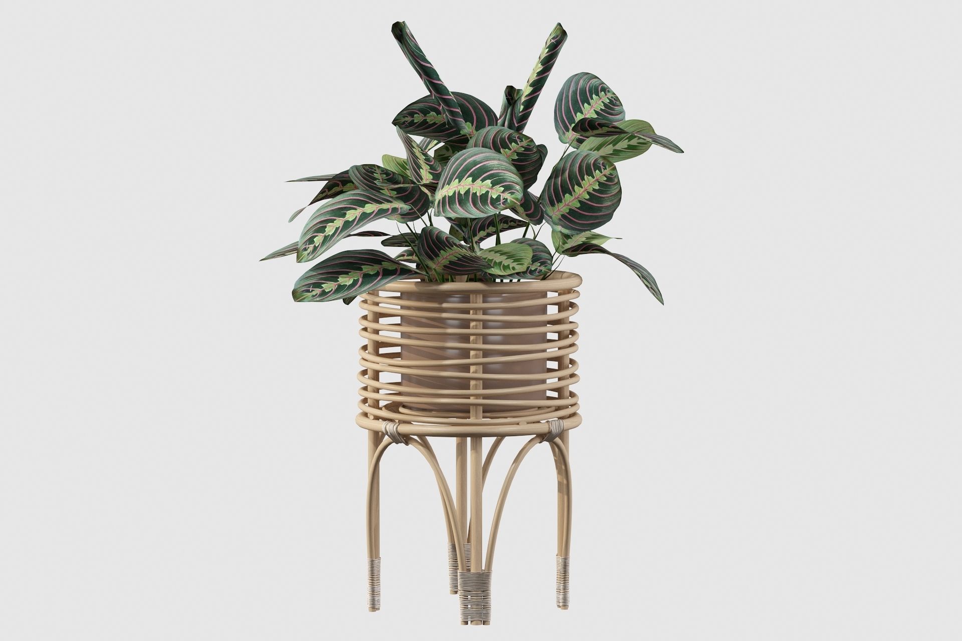 Maranta 01 3D model_57