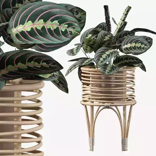 Maranta 01 3D model
