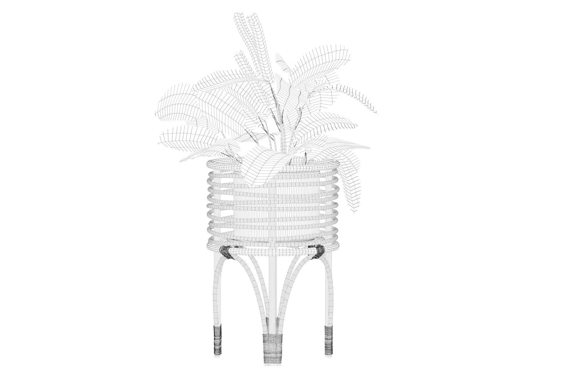 Maranta 01 3D model_37