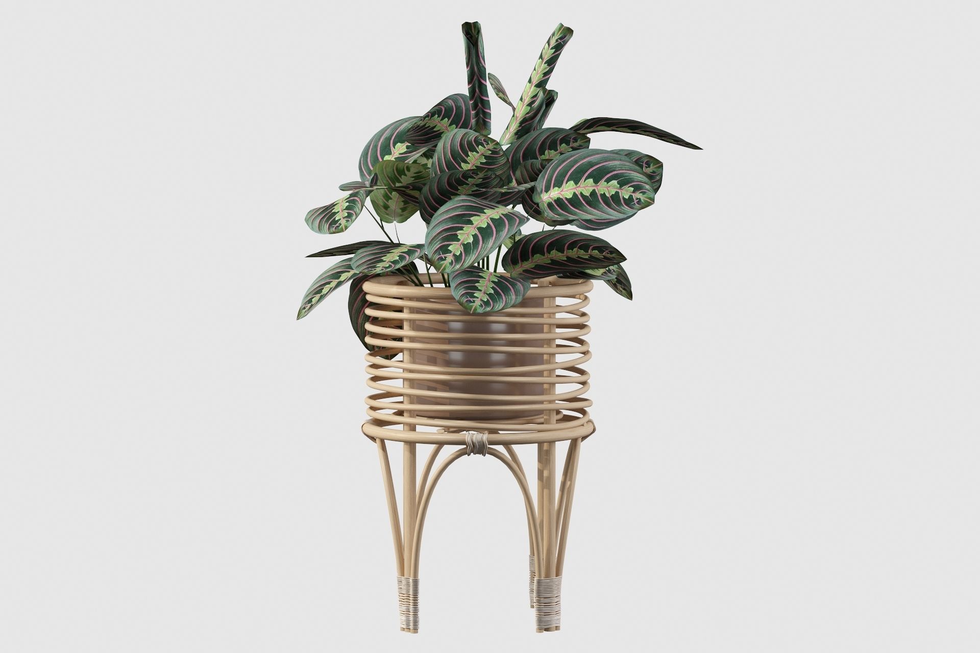 Maranta 01 3D model_63