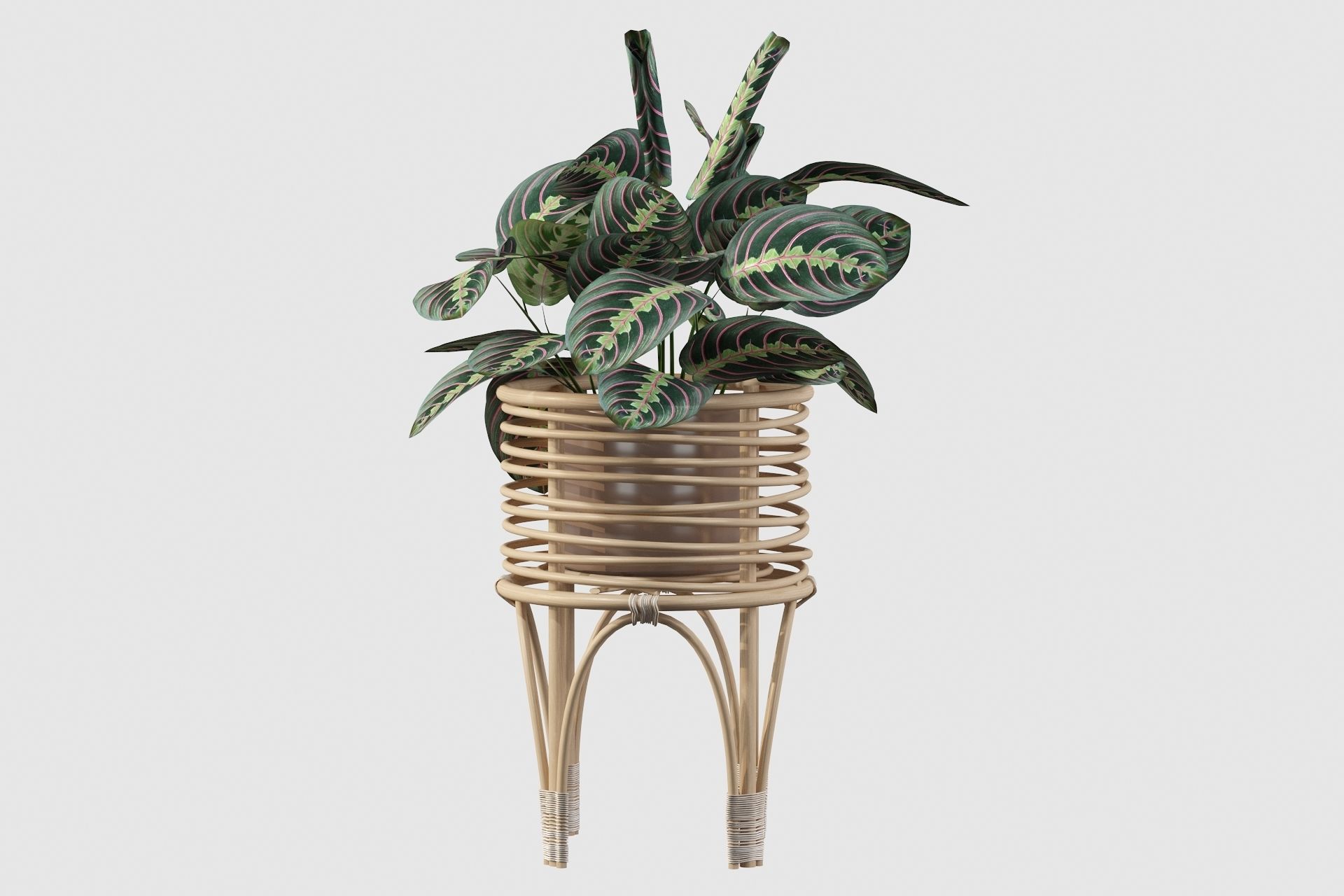 Maranta 01 3D model_49