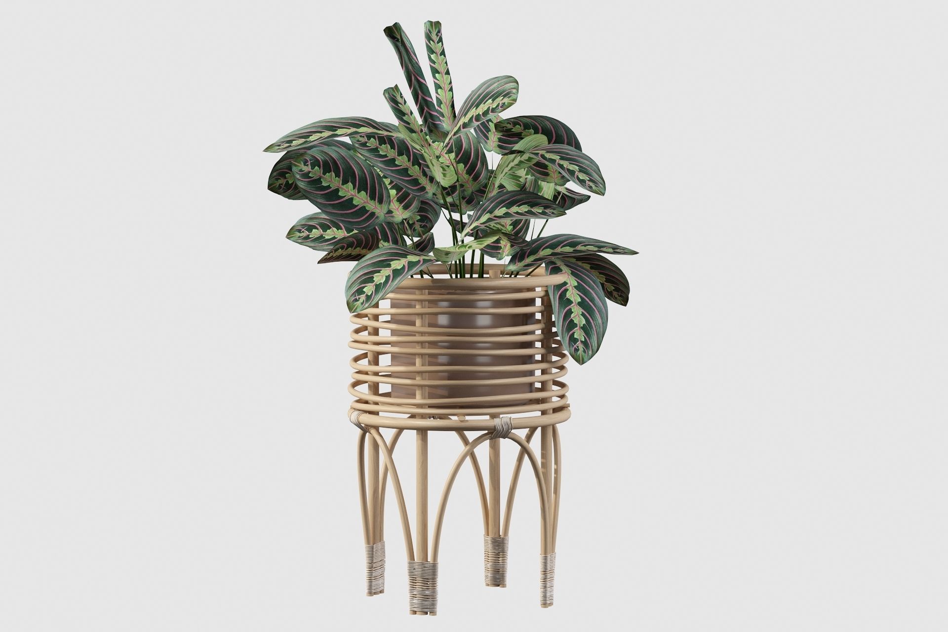 Maranta 01 3D model_45