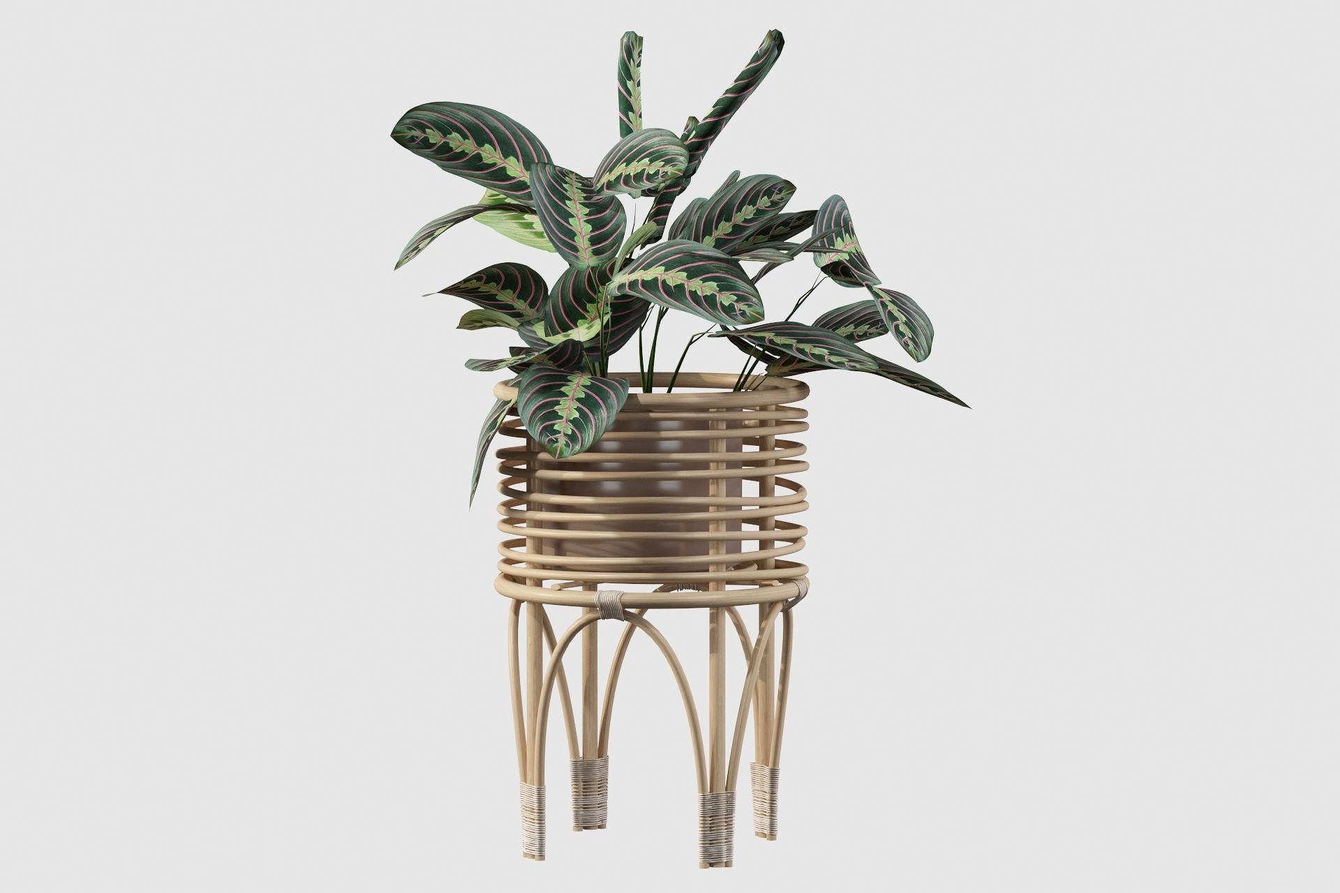 Maranta 01 3D model_62