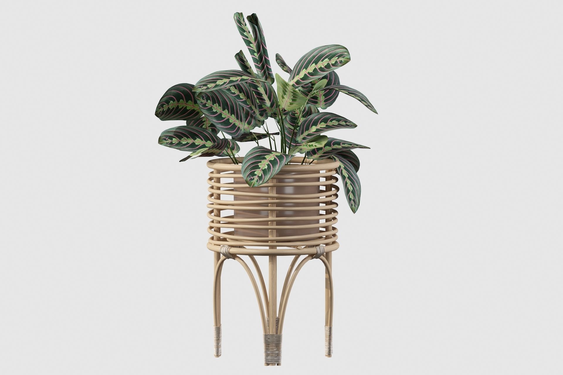 Maranta 01 3D model_54