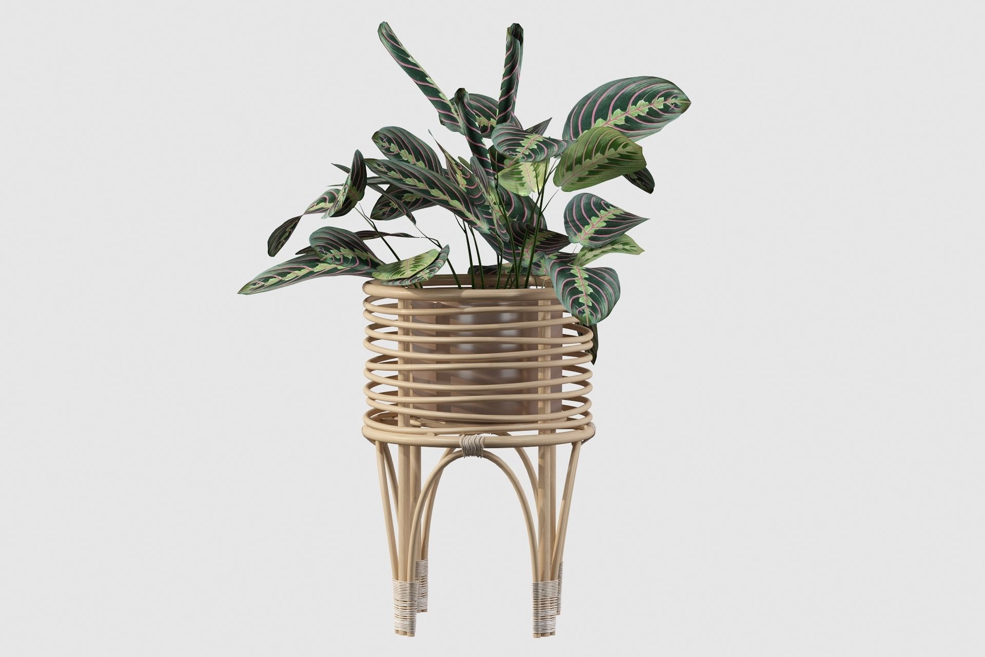 Maranta 01 3D model_5