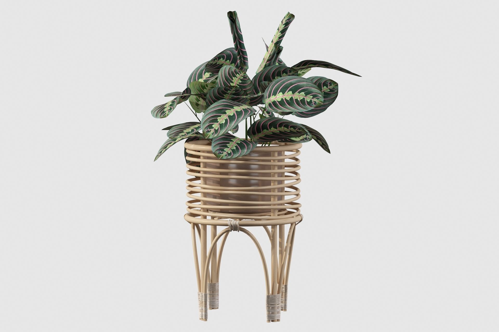 Maranta 01 3D model_6