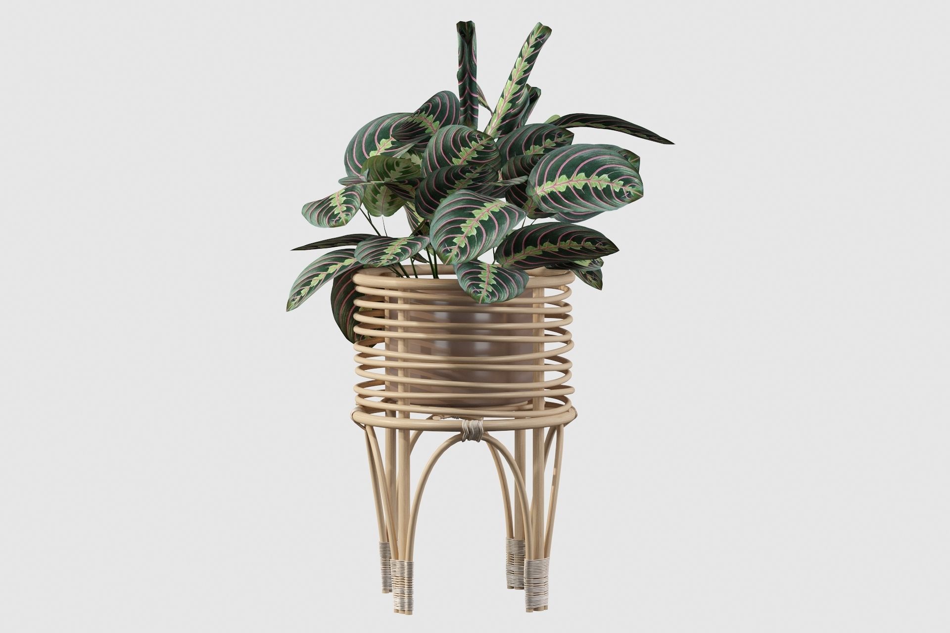 Maranta 01 3D model_66