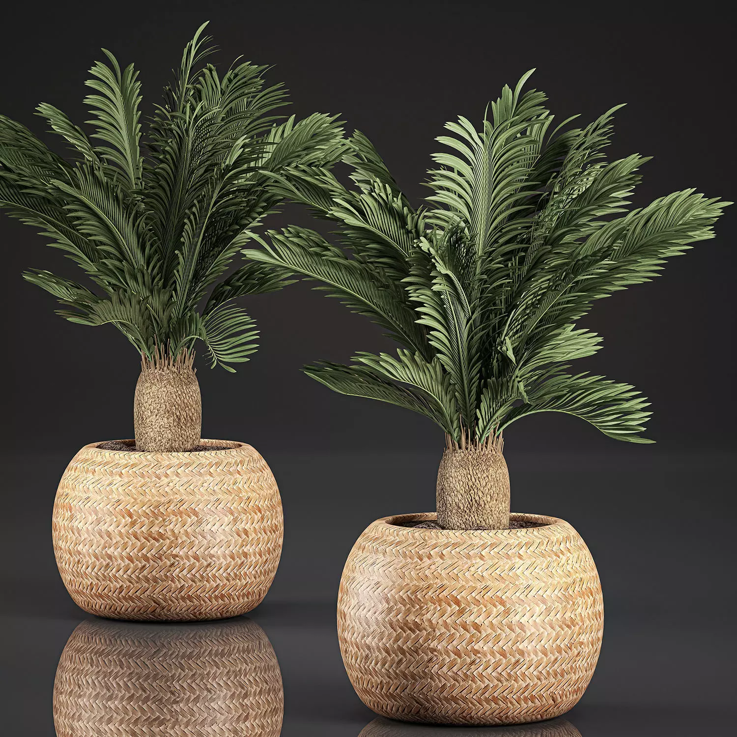 Cycas palm for the interior in basket 632 3D model_0