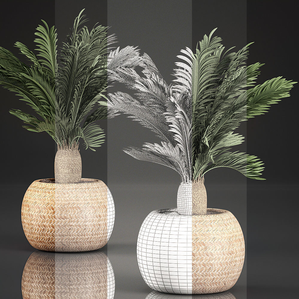 Cycas palm for the interior in basket 632 3D model_4