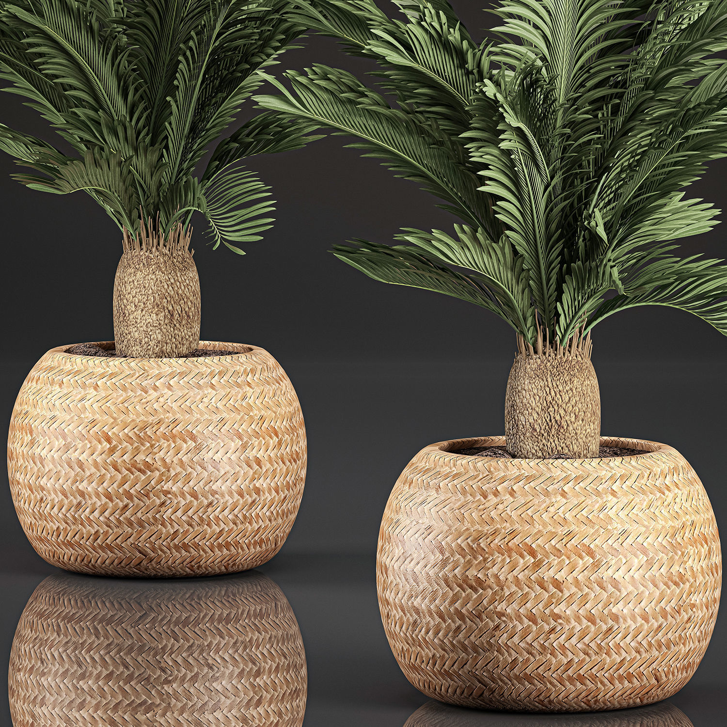 Cycas palm for the interior in basket 632 3D model_3