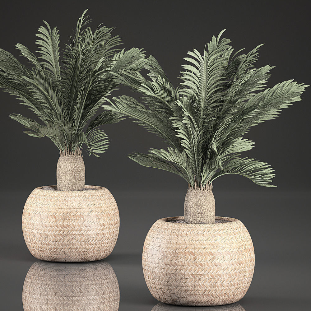 Cycas palm for the interior in basket 632 3D model_5