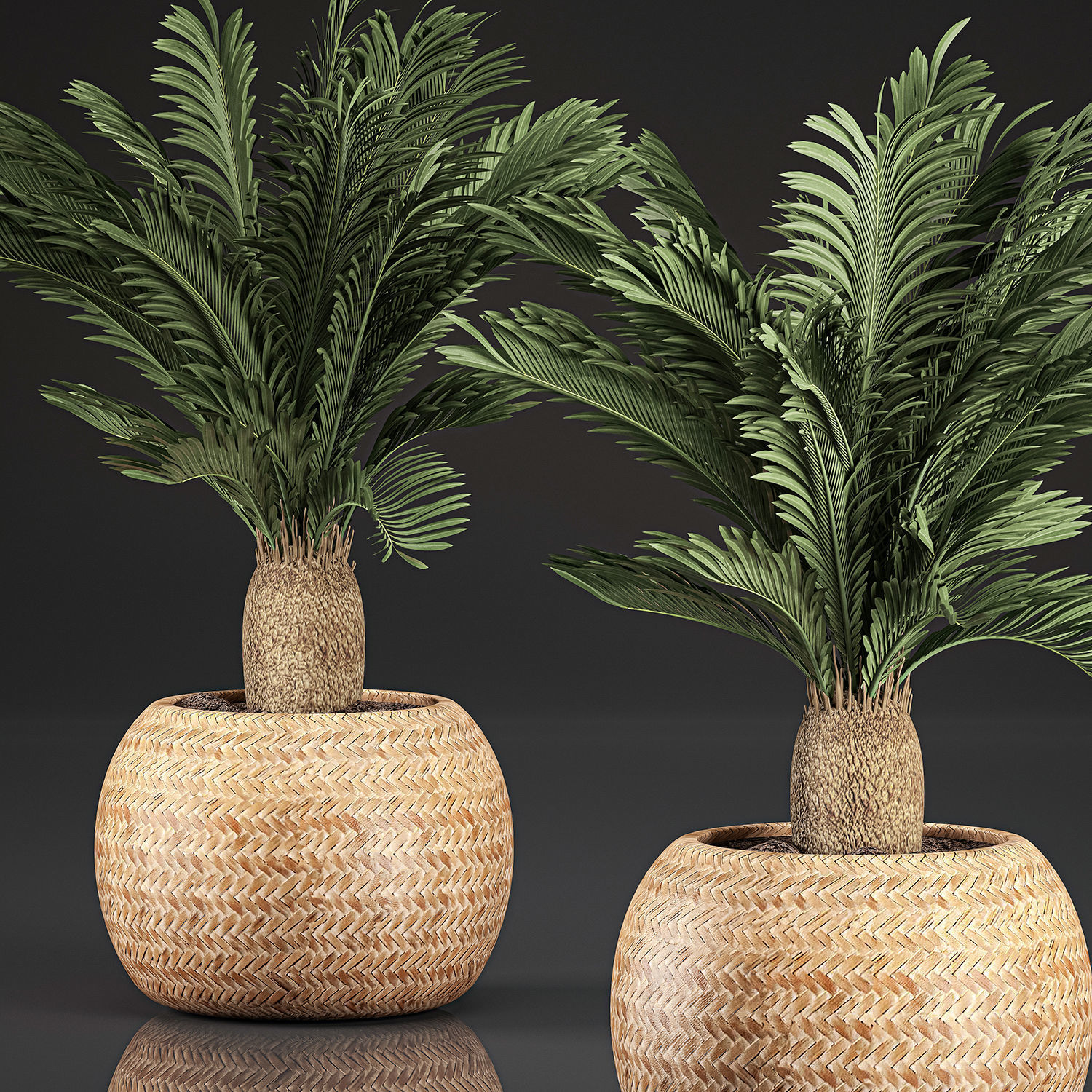 Cycas palm for the interior in basket 632 3D model_1