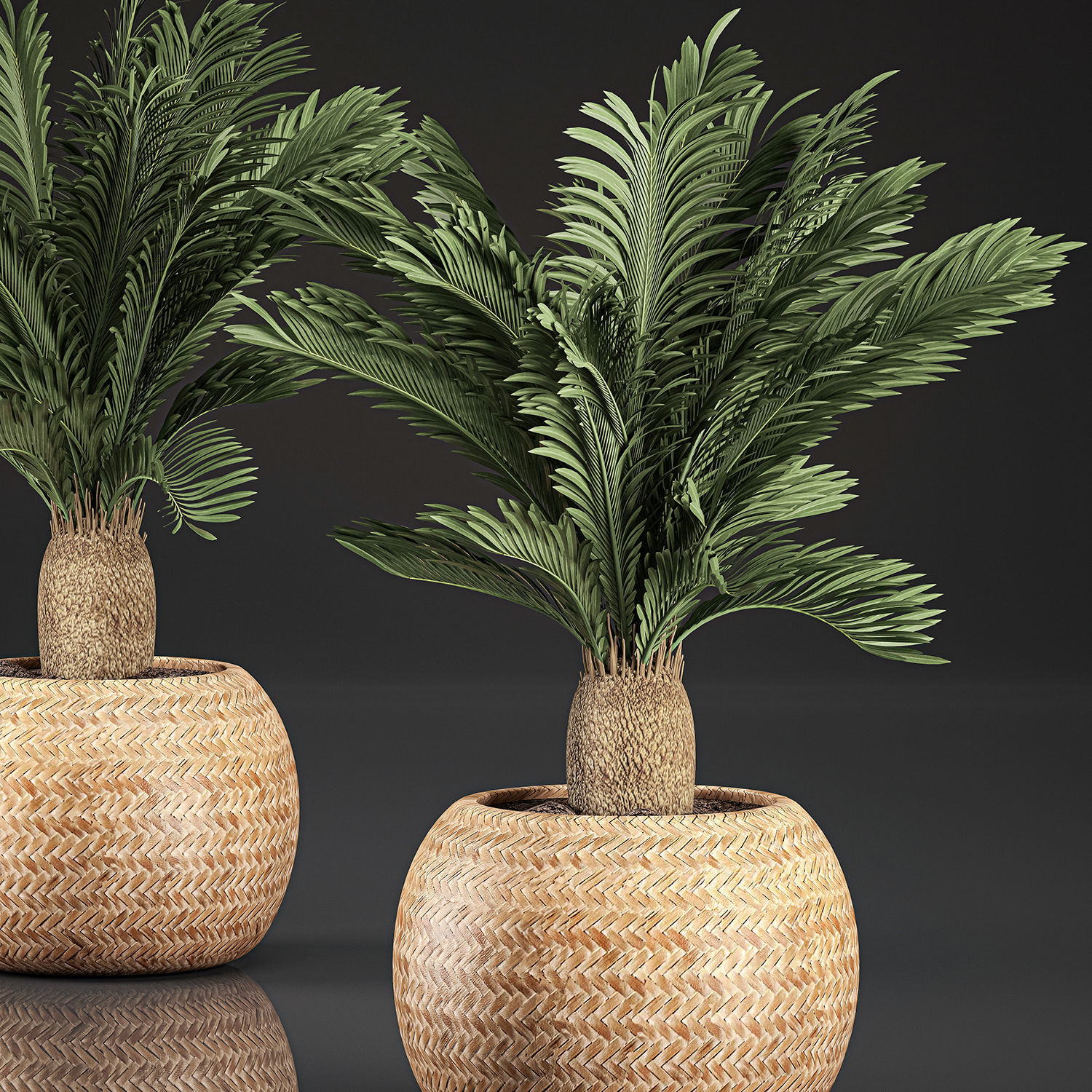 Cycas palm for the interior in basket 632 3D model_2