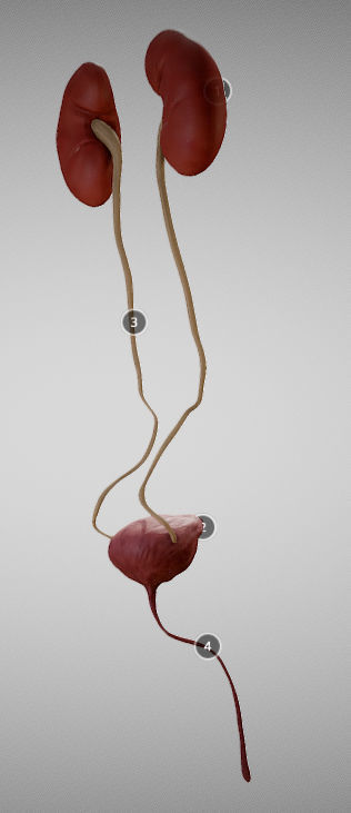 Urinary System Low-poly 3D model_4