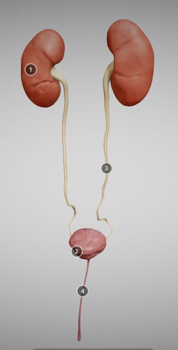 Urinary System Low-poly 3D model_1