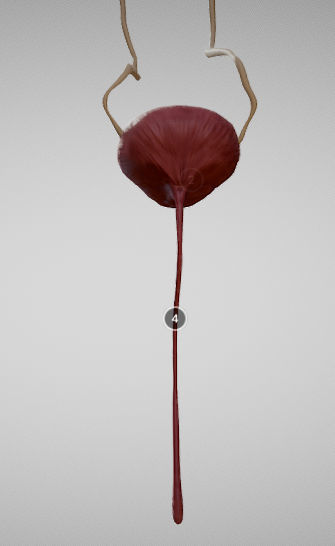 Urinary System Low-poly 3D model_10