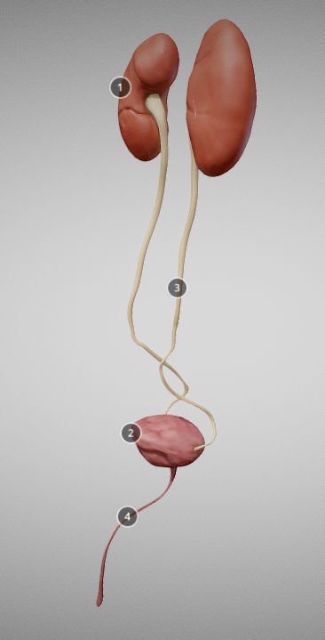 Urinary System Low-poly 3D model_2