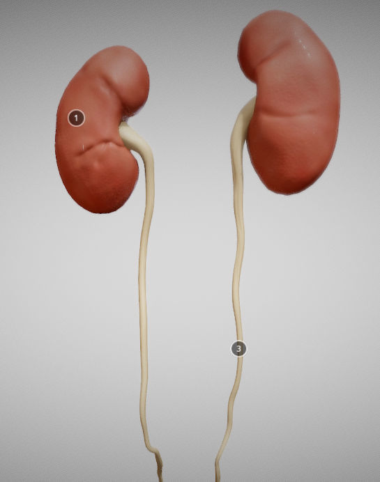 Urinary System Low-poly 3D model_7