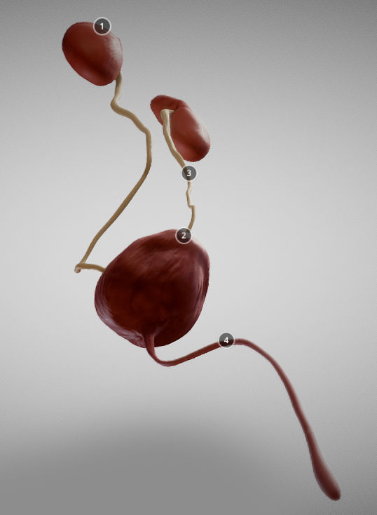 Urinary System Low-poly 3D model_6