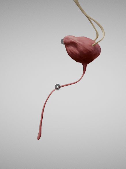 Urinary System Low-poly 3D model_9