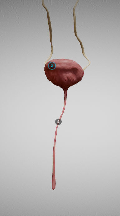 Urinary System Low-poly 3D model_8