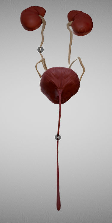Urinary System Low-poly 3D model_5