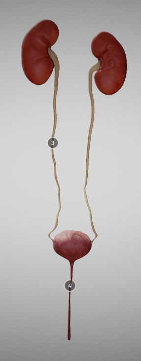 Urinary System Low-poly 3D model_3
