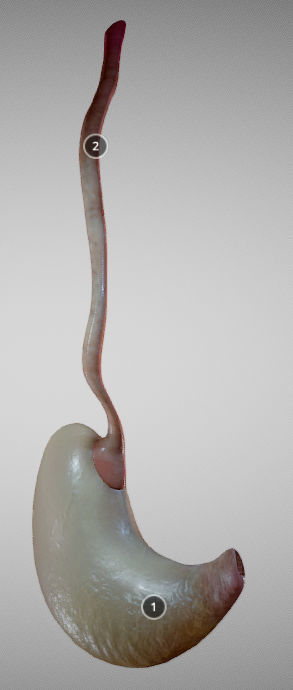 Stomach and Esophagus Low-poly 3D model_2