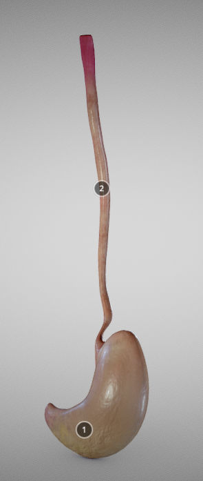 Stomach and Esophagus Low-poly 3D model_4