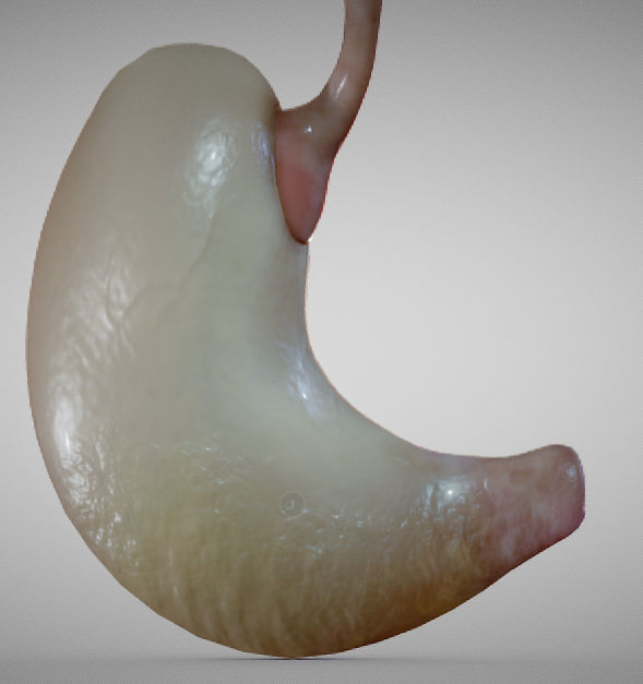 Stomach and Esophagus Low-poly 3D model_8