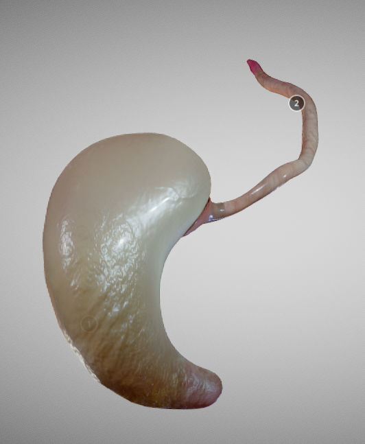 Stomach and Esophagus Low-poly 3D model_5