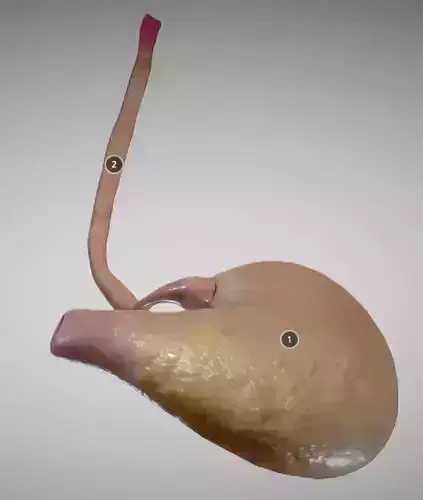 Stomach and Esophagus Low-poly 3D model