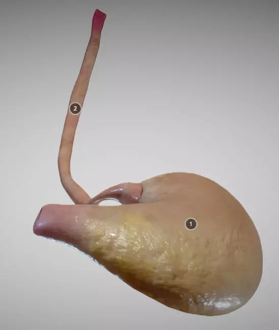 Stomach and Esophagus Low-poly 3D model_0