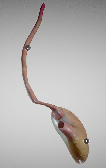 Stomach and Esophagus Low-poly 3D model_1