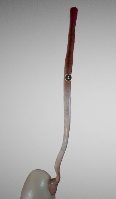 Stomach and Esophagus Low-poly 3D model_9