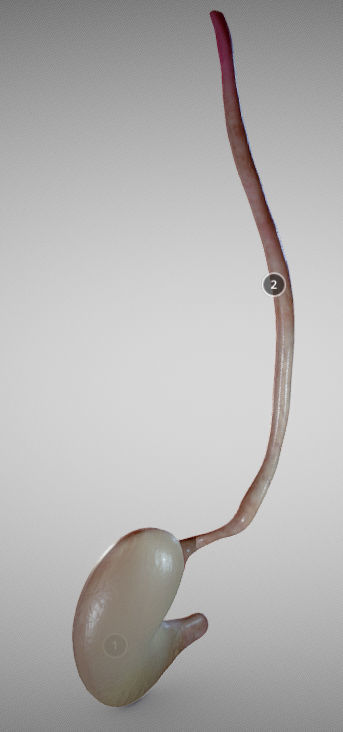 Stomach and Esophagus Low-poly 3D model_3