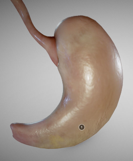 Stomach and Esophagus Low-poly 3D model_7
