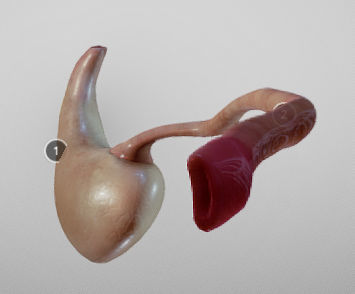 Stomach and Esophagus Low-poly 3D model_6