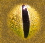 ball python STL 3D model_11