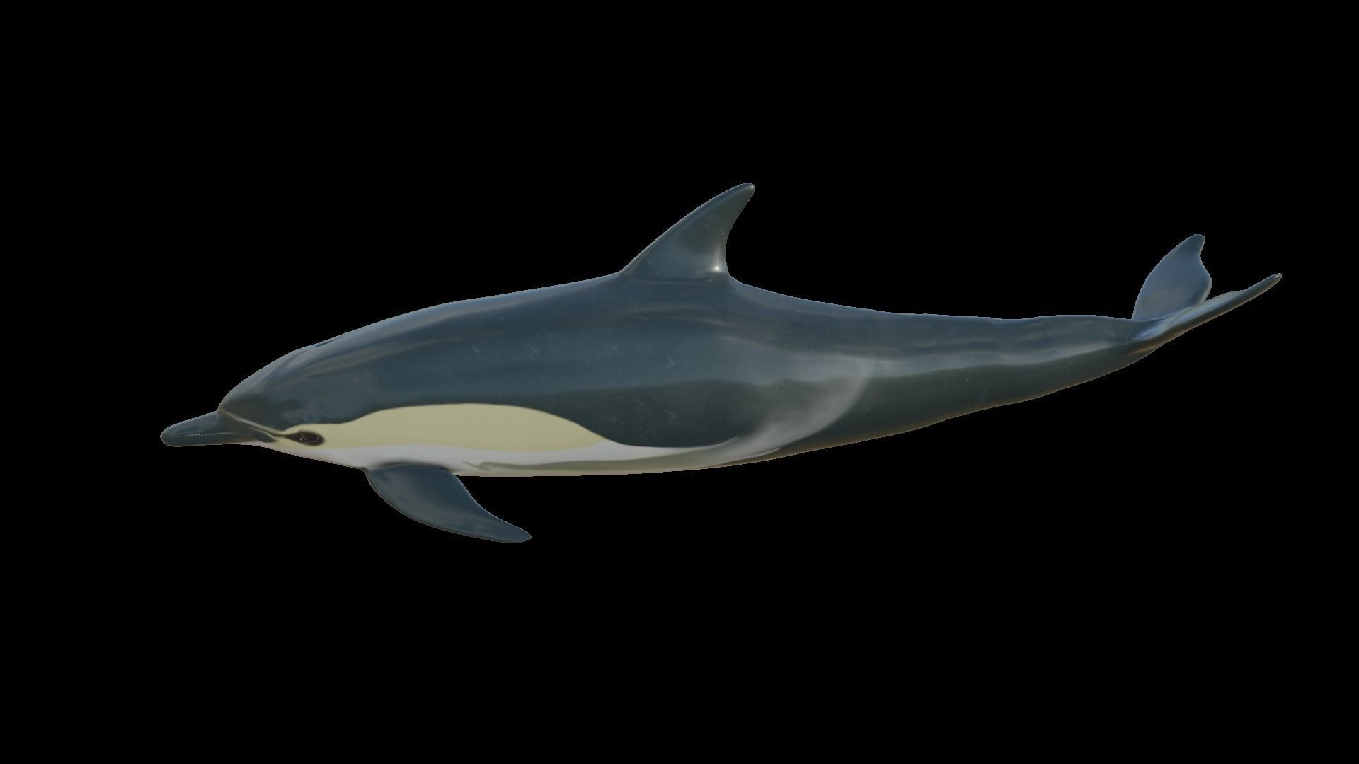 dolphin long-beaked 3D model_13