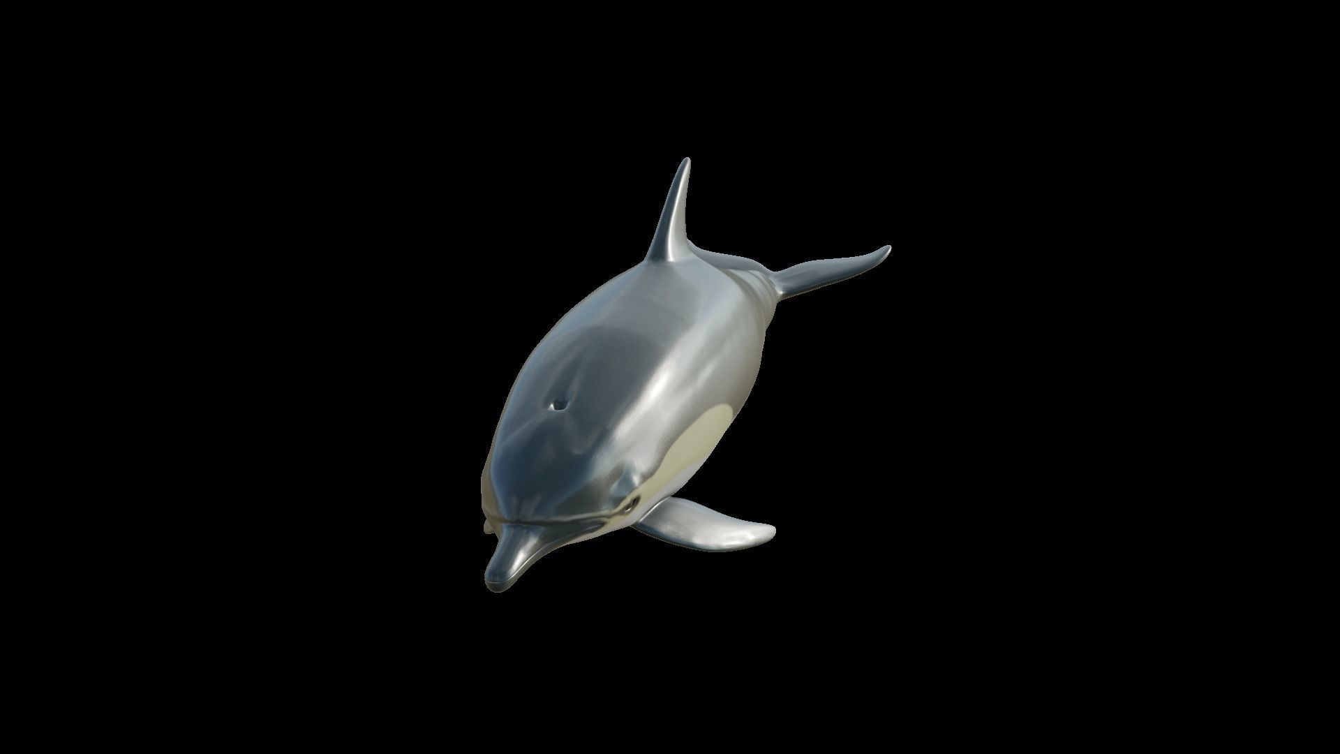dolphin long-beaked 3D model_5