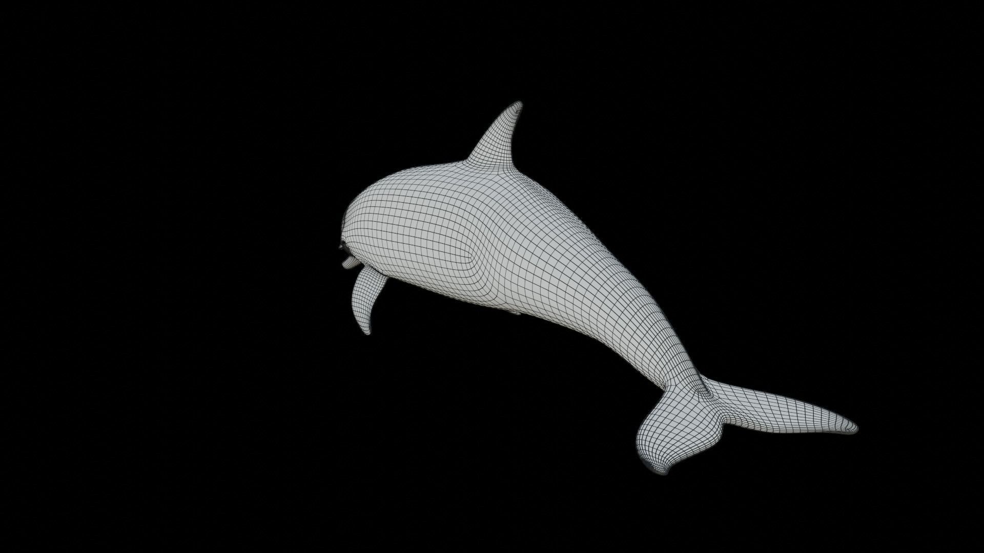 dolphin long-beaked 3D model_22