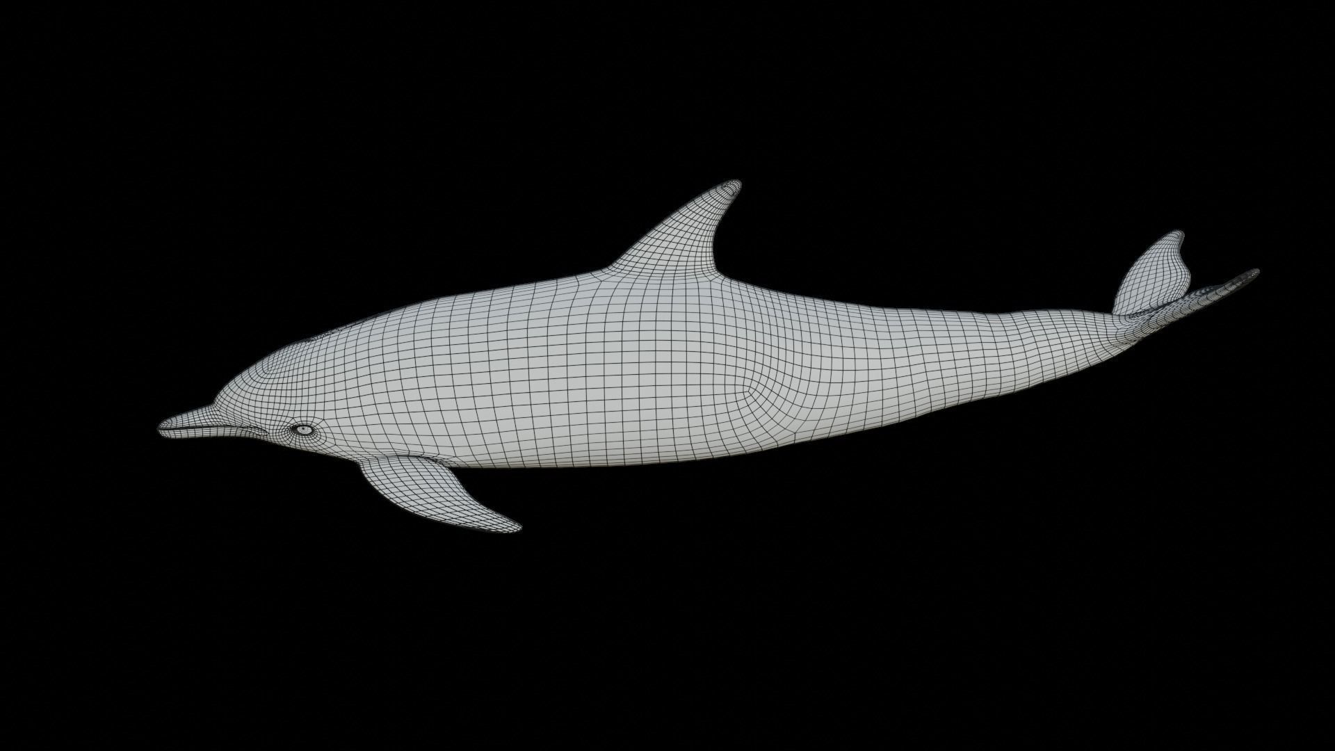 dolphin long-beaked 3D model_14